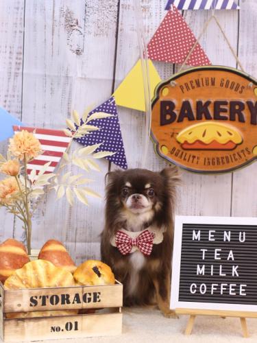 20240905チロルくん